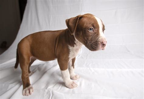 red nose pit puppies for sale