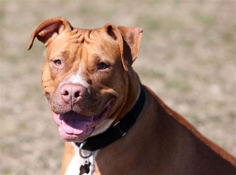 red nose pitbull dog price in india