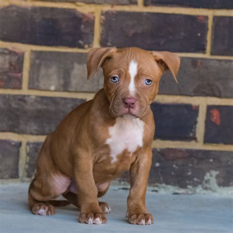 red nose pitbull for sale near me