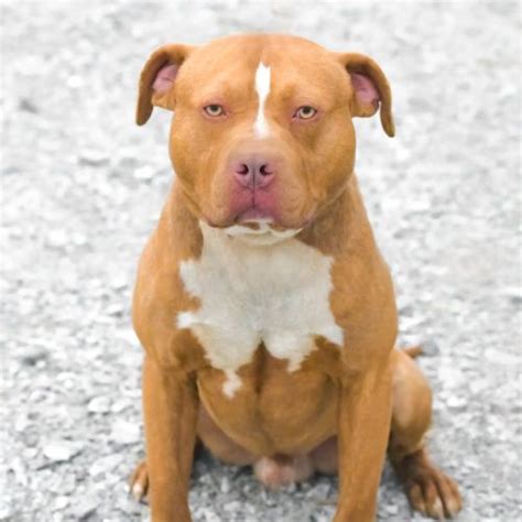 red nose pitbulls for sale in nc