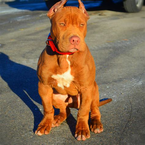 red nose pitbulls for sale puppies