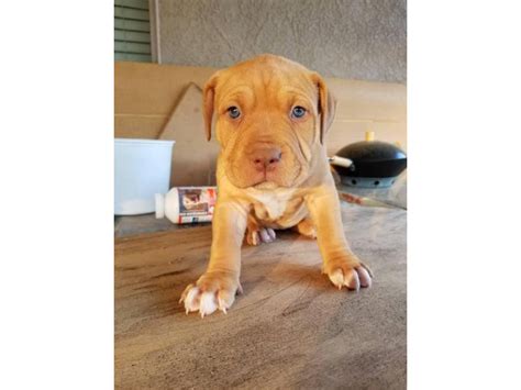 red nosed pitbull breeders near me