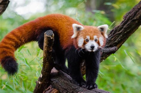 Red Panda Color