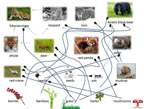 red panda food web