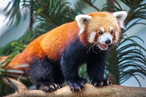 red panda in india