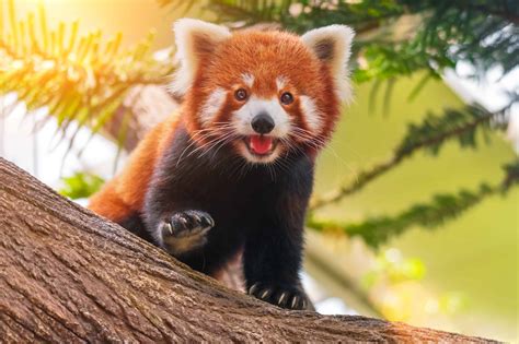 red panda is found in