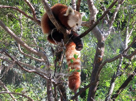 Red Panda Kingdom