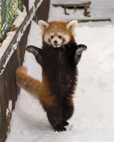 Red Panda Standing Up Meme