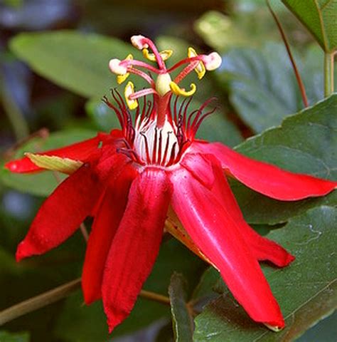 red passion fruit flower