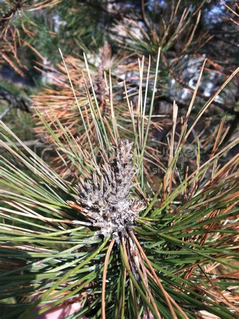 red pine tree diseases