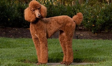 red poodle standard