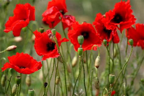 red poppies anzac day