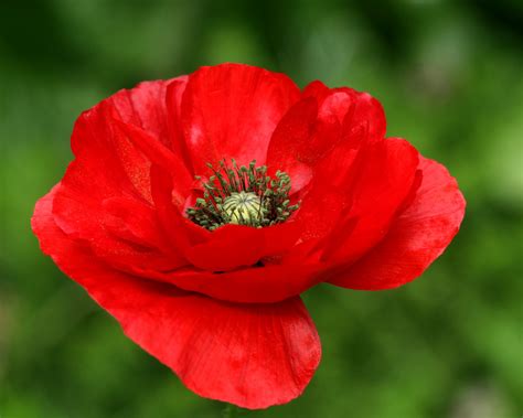 red poppy flower picture