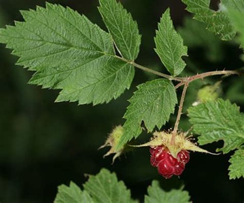 Red Raspberry Leaf