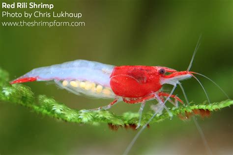 red rili shrimp breeding