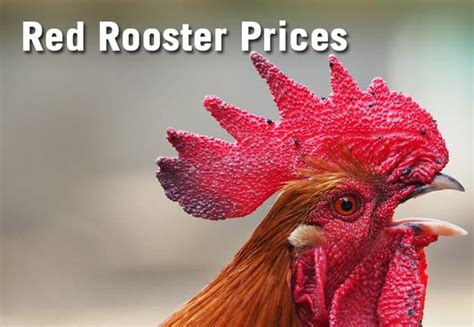 red rooster chickens prices
