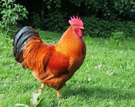 red rooster for sale
