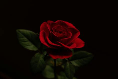 Red Rose And Black Background