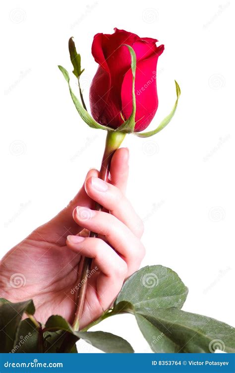 Red Rose Pic With Hand
