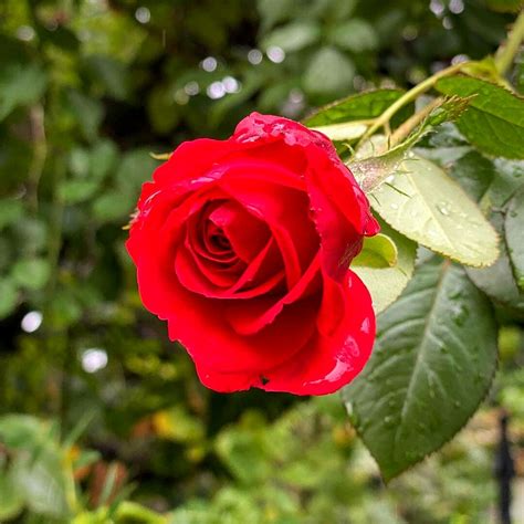 Red Rose Real Pic