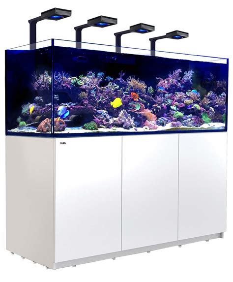 red sea aquarium website