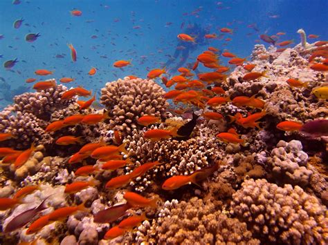 red sea environment