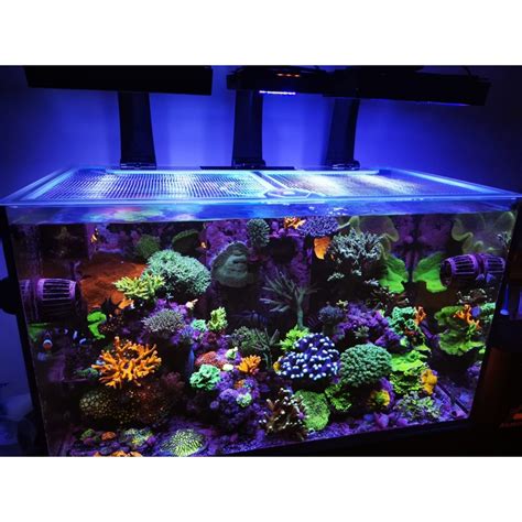 red sea reefer 170 lid