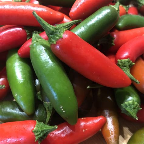 red serrano pepper 16