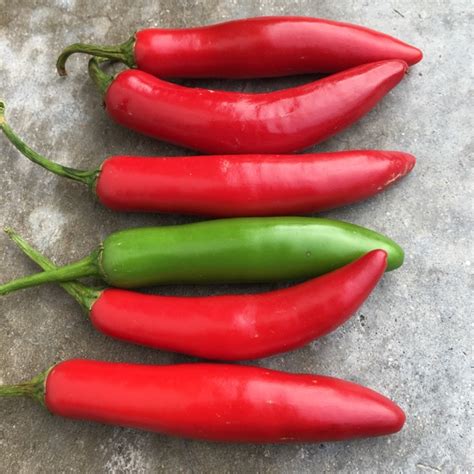 red serrano pepper 18