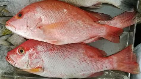 red snapper mercury