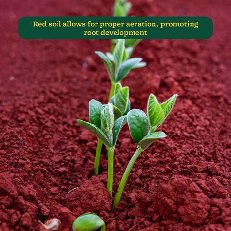 Currently - Red Soil For Plants New