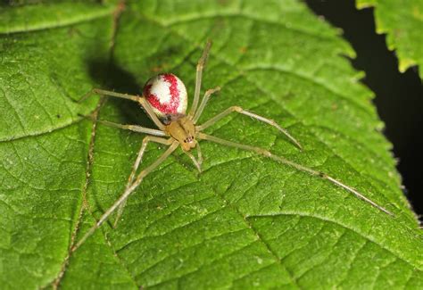 red spider with striped legs