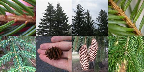 red spruce vs norway spruce