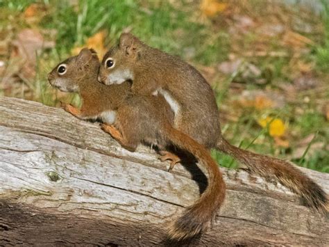 red squirrel mating season