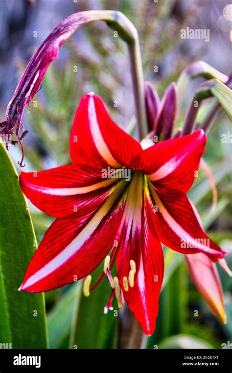 Red Striped Lily