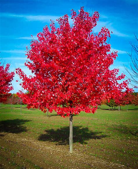 red sunset maple tree height