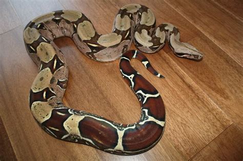red tail boa constrictor price
