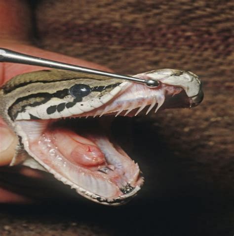 red tail boa teeth
