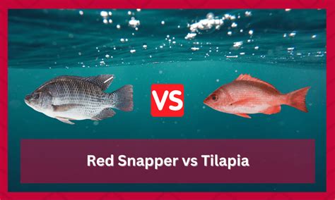 red tilapia vs red snapper