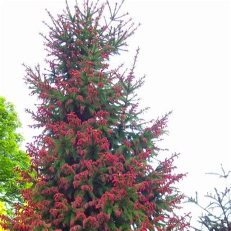 red tipped norway spruce