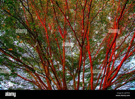 Red Tree Branch