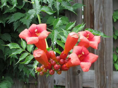 red trumpet flower vine