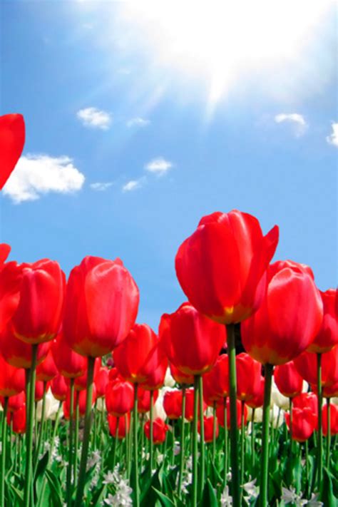 Red Tulip Android Wallpaper