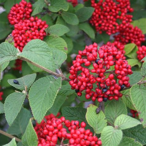 History of The Red Viburnum In The Meadow