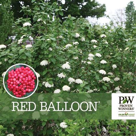 Meaning of The Red Viburnum In The Meadow