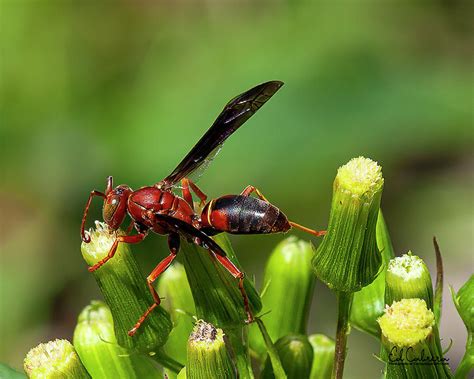 red wasp in florida