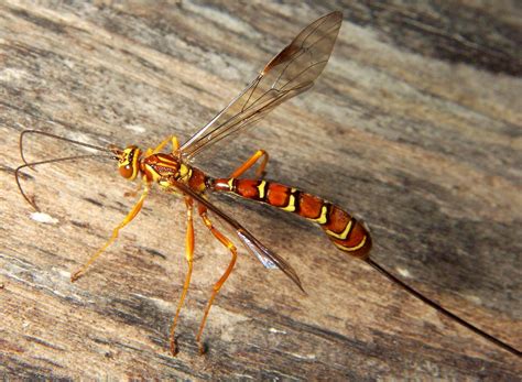 red wasp with long stinger