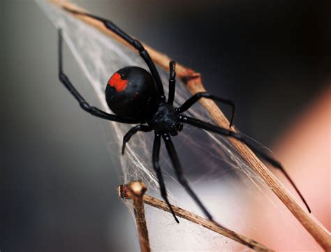red widow spider australia
