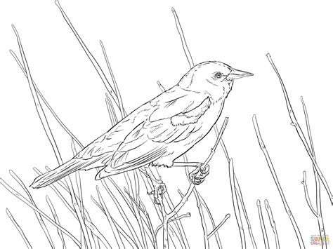 red winged blackbird coloring page
