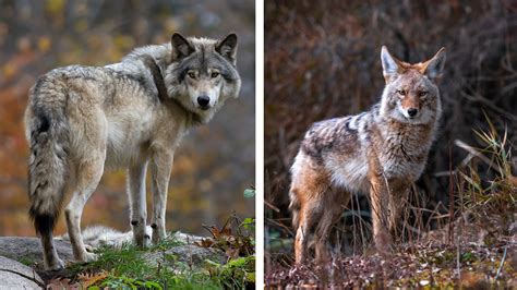 red wolf vs coyote